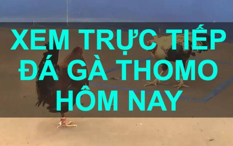 Đá Gà Trực Tiếp: Xem Đá Gà Thomo, C1, C2, C3 - NEW88